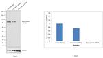 beta Catenin Antibody in Western Blot (WB)