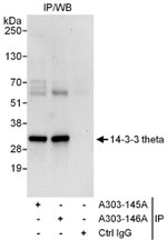 14-3-3 theta Antibody in Immunoprecipitation (IP)