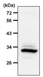 14-3-3 zeta Antibody in Western Blot (WB)