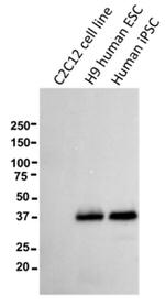 CD321 (F11R) Antibody in Western Blot (WB)