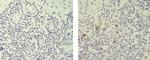 Rat IgG2b kappa Isotype Control in Immunohistochemistry (Paraffin) (IHC (P))