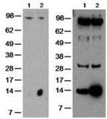 GILZ Antibody in Western Blot (WB)