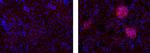 Rat IgG1 kappa Isotype Control in Immunohistochemistry (Frozen) (IHC (F))