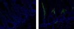 Rat IgG1 kappa Isotype Control in Immunohistochemistry (Frozen) (IHC (F))