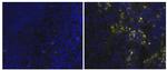 Rat IgG2a kappa Isotype Control in Immunohistochemistry (Frozen) (IHC (F))