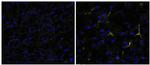 Rat IgG2a kappa Isotype Control in Immunohistochemistry (Frozen) (IHC (F))