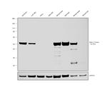 beta-3 Tubulin Antibody in Western Blot (WB)