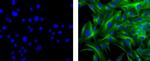 Mouse IgG1 kappa Isotype Control in Immunocytochemistry (ICC/IF)