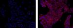 Mouse IgG1 kappa Isotype Control in Immunocytochemistry (ICC/IF)