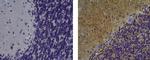 Mouse IgG1 kappa Isotype Control in Immunohistochemistry (Paraffin) (IHC (P))