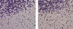 Mouse IgG1 kappa Isotype Control in Immunohistochemistry (Paraffin) (IHC (P))