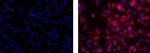 Mouse IgG2a kappa Isotype Control in Immunocytochemistry (ICC/IF)