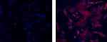 Mouse IgG2a kappa Isotype Control in Immunocytochemistry (ICC/IF)