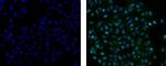 Mouse IgG2a kappa Isotype Control in Immunocytochemistry (ICC/IF)