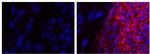 Mouse IgG2a kappa Isotype Control in Immunocytochemistry (ICC/IF)