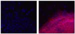 Mouse IgG2a kappa Isotype Control in Immunocytochemistry (ICC/IF)