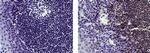 Mouse IgG2a kappa Isotype Control in Immunohistochemistry (Paraffin) (IHC (P))