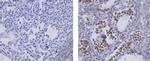 Mouse IgG2a kappa Isotype Control in Immunohistochemistry (Paraffin) (IHC (P))