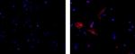 Mouse IgG3 Isotype Control in Immunocytochemistry (ICC/IF)