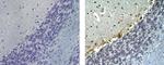 Mouse IgG3 Isotype Control in Immunohistochemistry (Paraffin) (IHC (P))