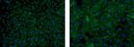 Mouse IgM Isotype Control in Immunocytochemistry (ICC/IF)