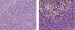 EOMES Antibody in Immunohistochemistry (Paraffin) (IHC (P))