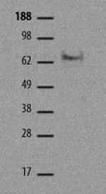 EOMES Antibody in Western Blot (WB)