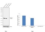 Galectin 3 Antibody in Western Blot (WB)