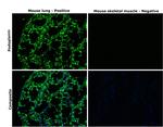 Podoplanin Antibody