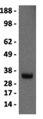 Myogenin Antibody in Western Blot (WB)