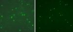 Myogenin Antibody in Immunocytochemistry (ICC/IF)