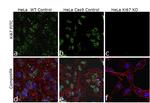 Ki-67 Antibody