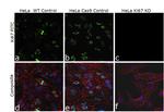 Ki-67 Antibody in Immunocytochemistry (ICC/IF)