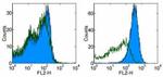 OVA257-264 (SIINFEKL) peptide bound to H-2Kb Antibody in Flow Cytometry (Flow)