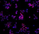 Nanog Antibody in Immunocytochemistry (ICC/IF)