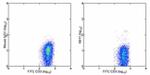 TCR V alpha 24 J alpha 18 Antibody in Flow Cytometry (Flow)