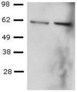 T-bet Antibody in Western Blot (WB)