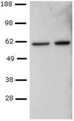 T-bet Antibody in Western Blot (WB)