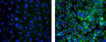 Nestin Antibody in Immunocytochemistry (ICC/IF)