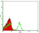 TCR beta Antibody in Flow Cytometry (Flow)