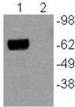 Nur77 Antibody in Western Blot (WB)