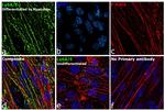 Ly-6A/E (Sca-1) Antibody