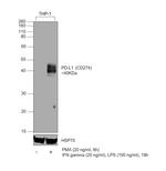 CD274 (PD-L1, B7-H1) Antibody