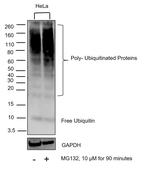 Ubiquitin Antibody in Western Blot (WB)