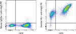 Sendai virus HN Antibody in Flow Cytometry (Flow)