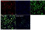 Sendai virus HN Antibody in Immunocytochemistry (ICC/IF)