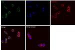 Staphylococcus aureus Cas9 Antibody in Immunocytochemistry (ICC/IF)