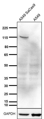 Staphylococcus aureus Cas9 Antibody in Western Blot (WB)