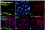 Myosin 4 Antibody