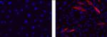 Myosin 4 Antibody in Immunocytochemistry (ICC/IF)